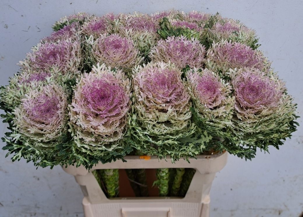 Brassica Crane King 60cm