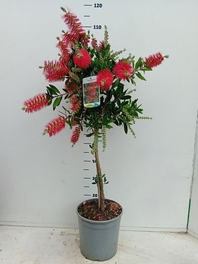 Callistemon citrinus 'Splendens'