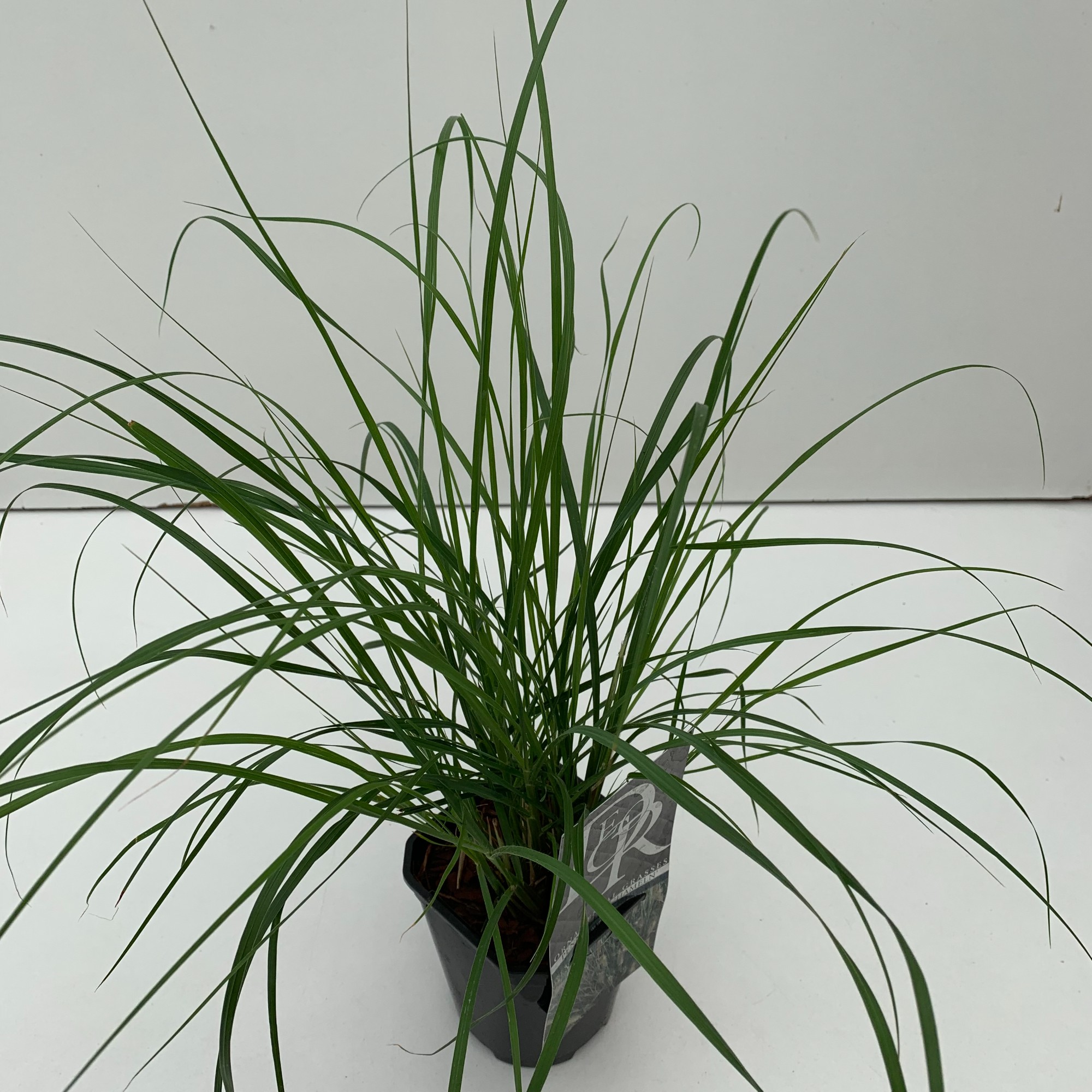 Picture of Pennisetum Hameln P13-SQUARE