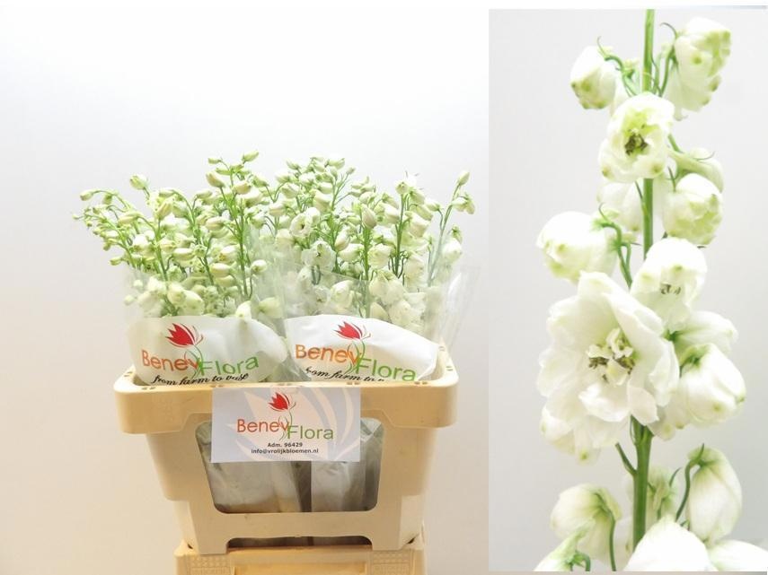 Delphinium Elatum Guard White 60cm