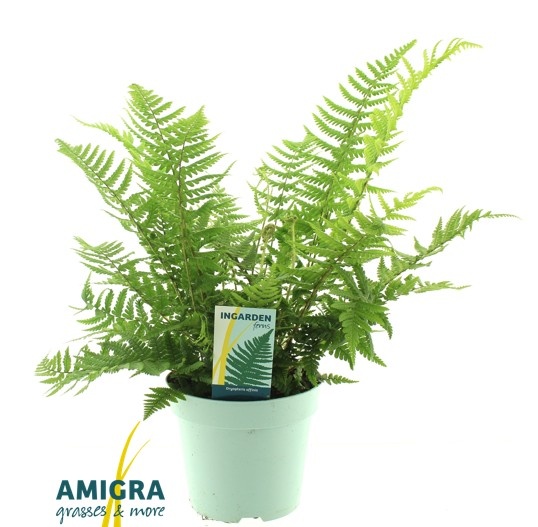 Picture of Dryopteris affinis