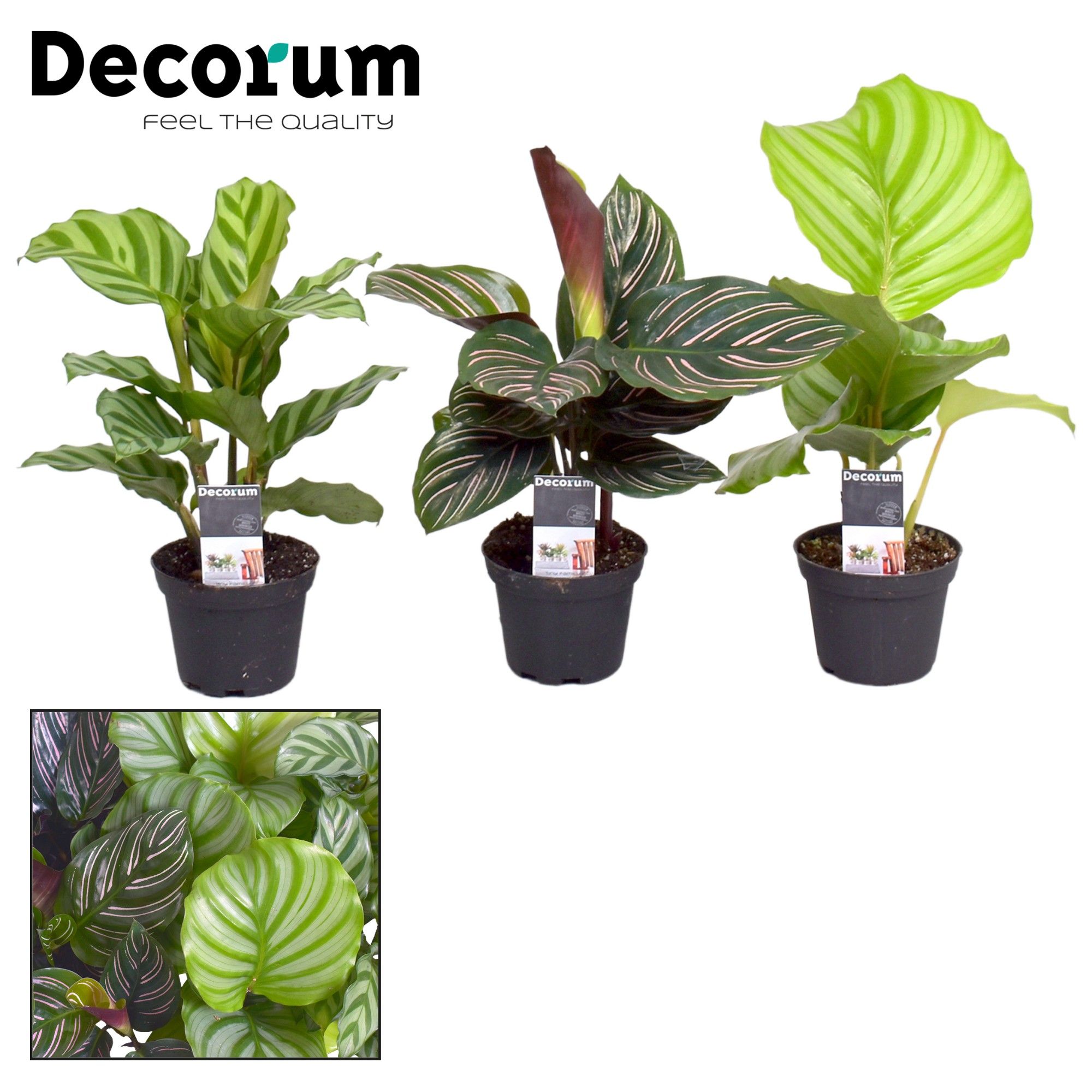 Picture of Calathea varieties (Decorum) P7 15CM