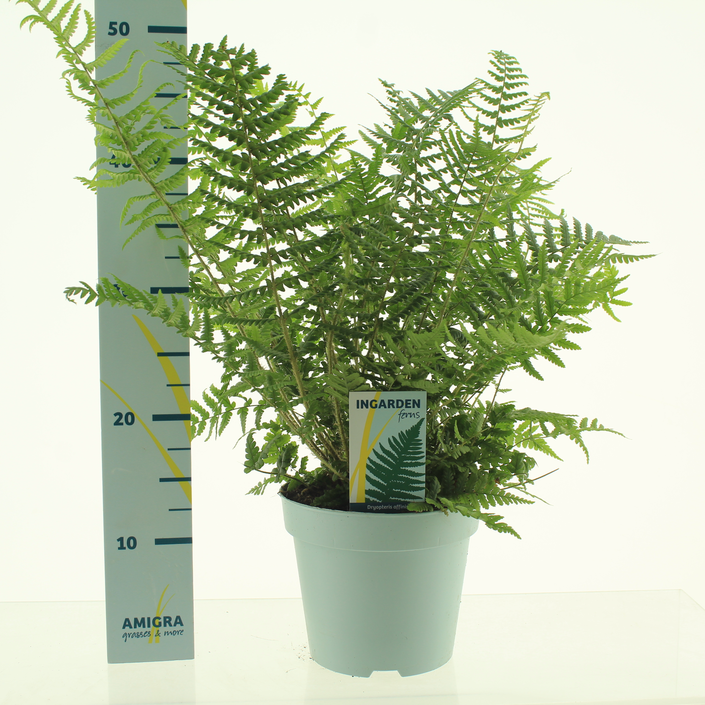 Picture of Dryopteris affinis P17 (2 Ltr)