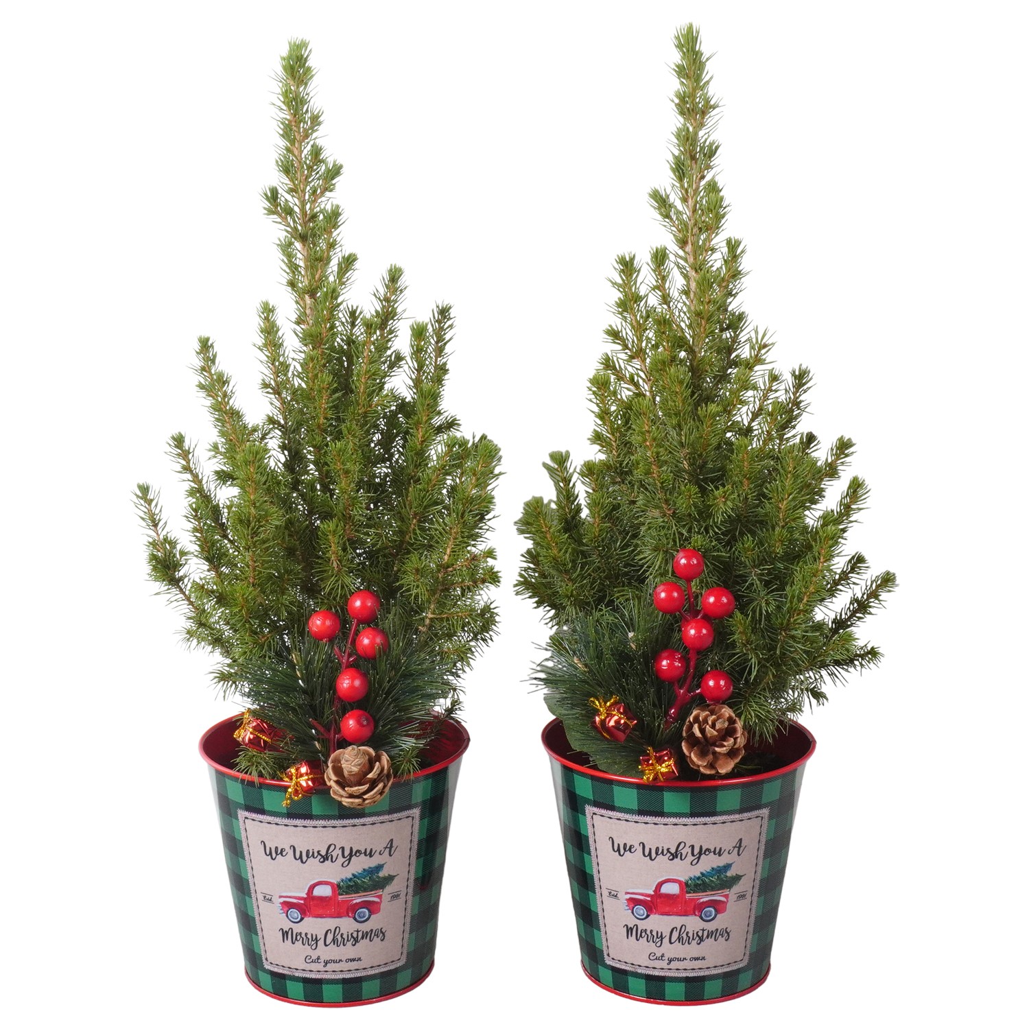 Picture of PTK24456 Picea Conica Perfecta in zinc pot decoration P13 45cm