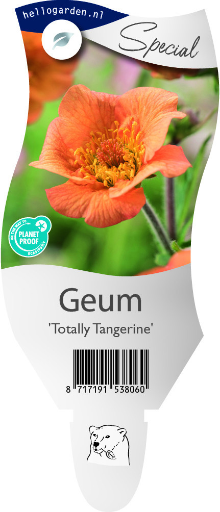 Geum 'Totally Tangerine'