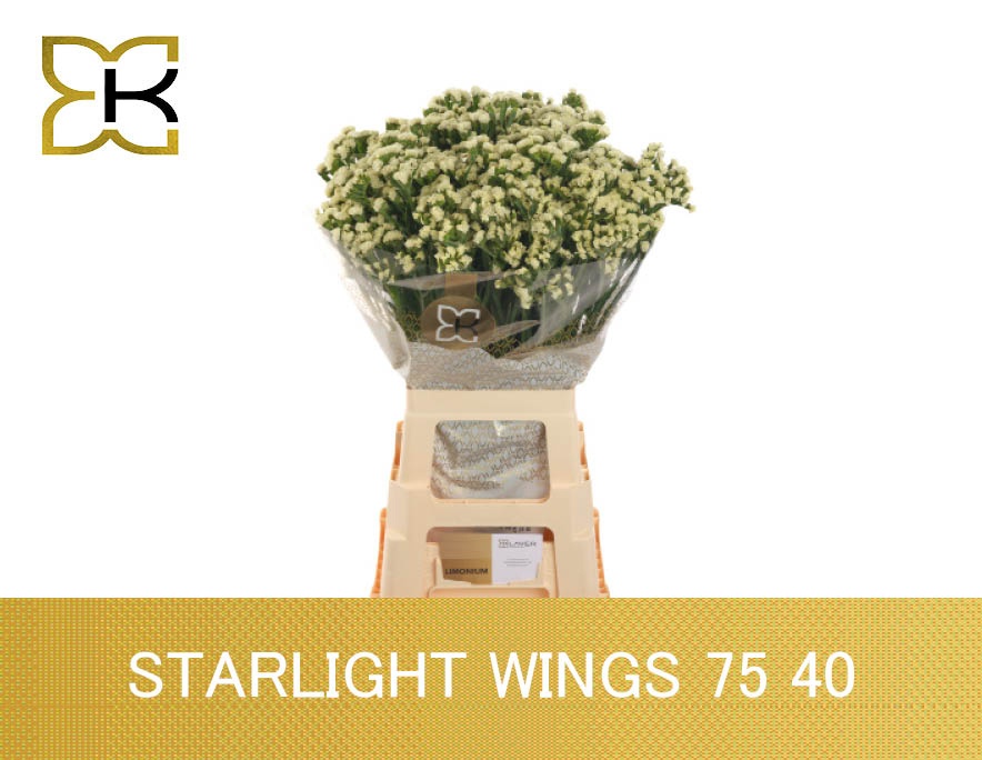 Limonium St Starlight Wings 70cm 40gram