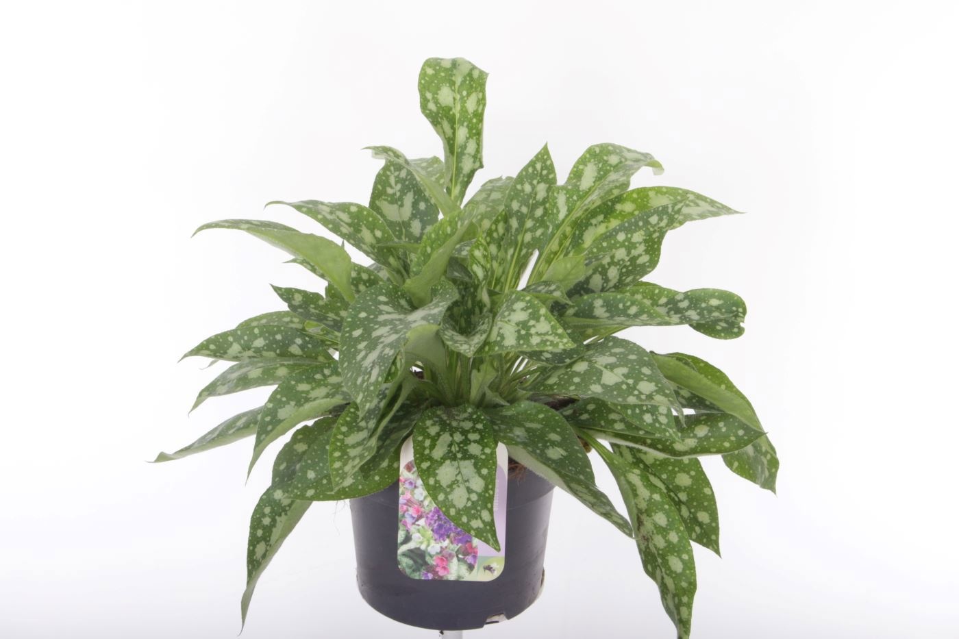 Pulmonaria 'Majesté'