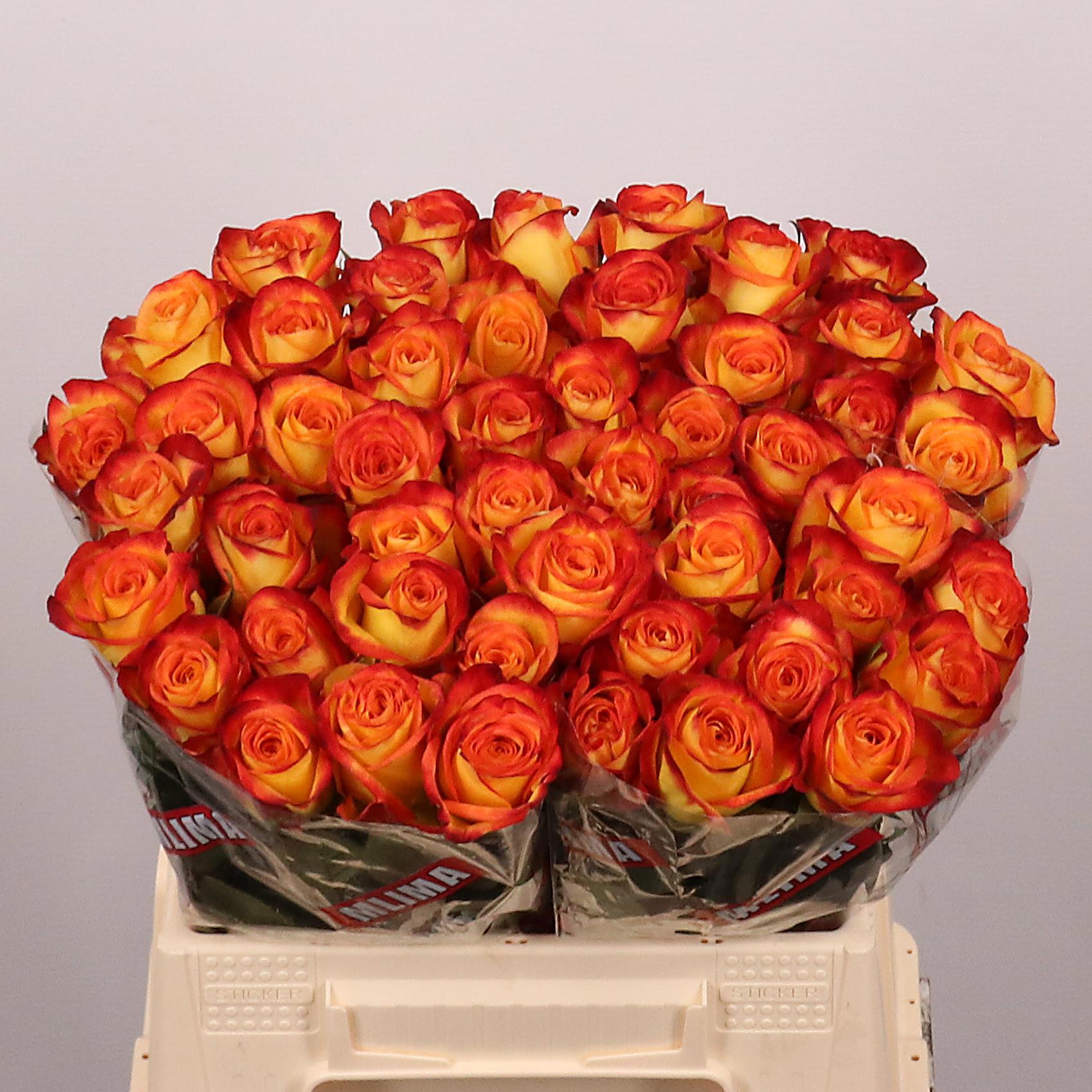 Rosa large flowered Firefox R GR FIREFOX | OZ Planten