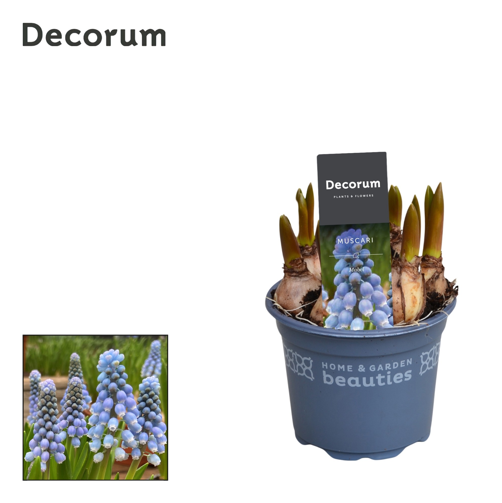 Muscari Mabel