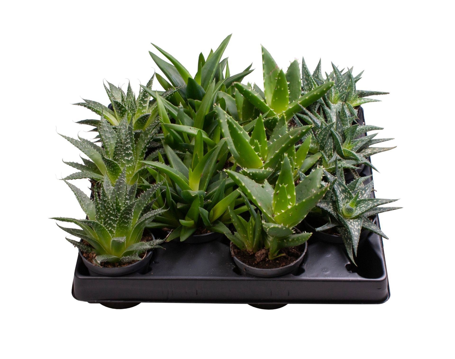 Aloe Mix 4 varieties