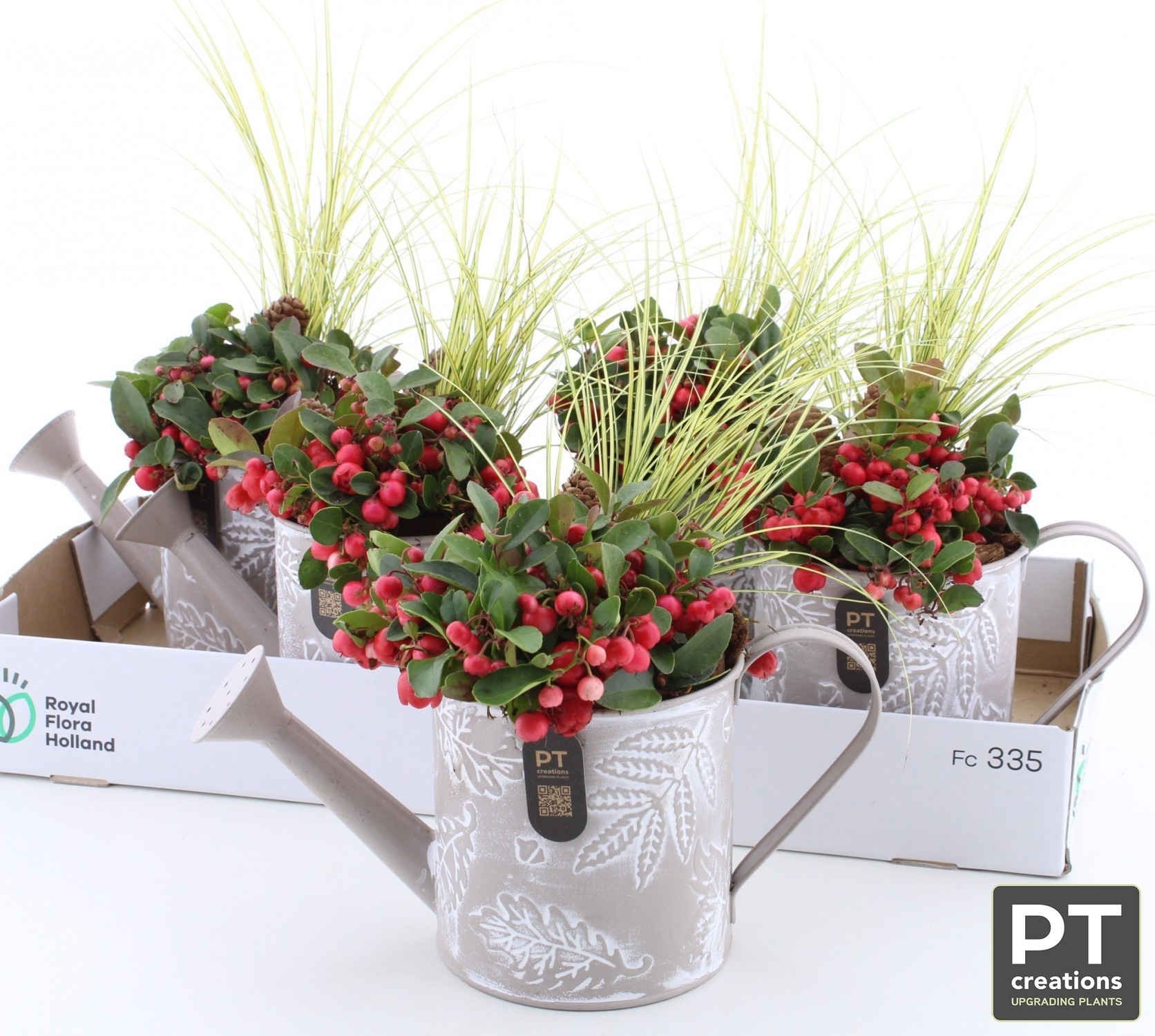 Arr Tuinplanten 28P 39cm 22bloei