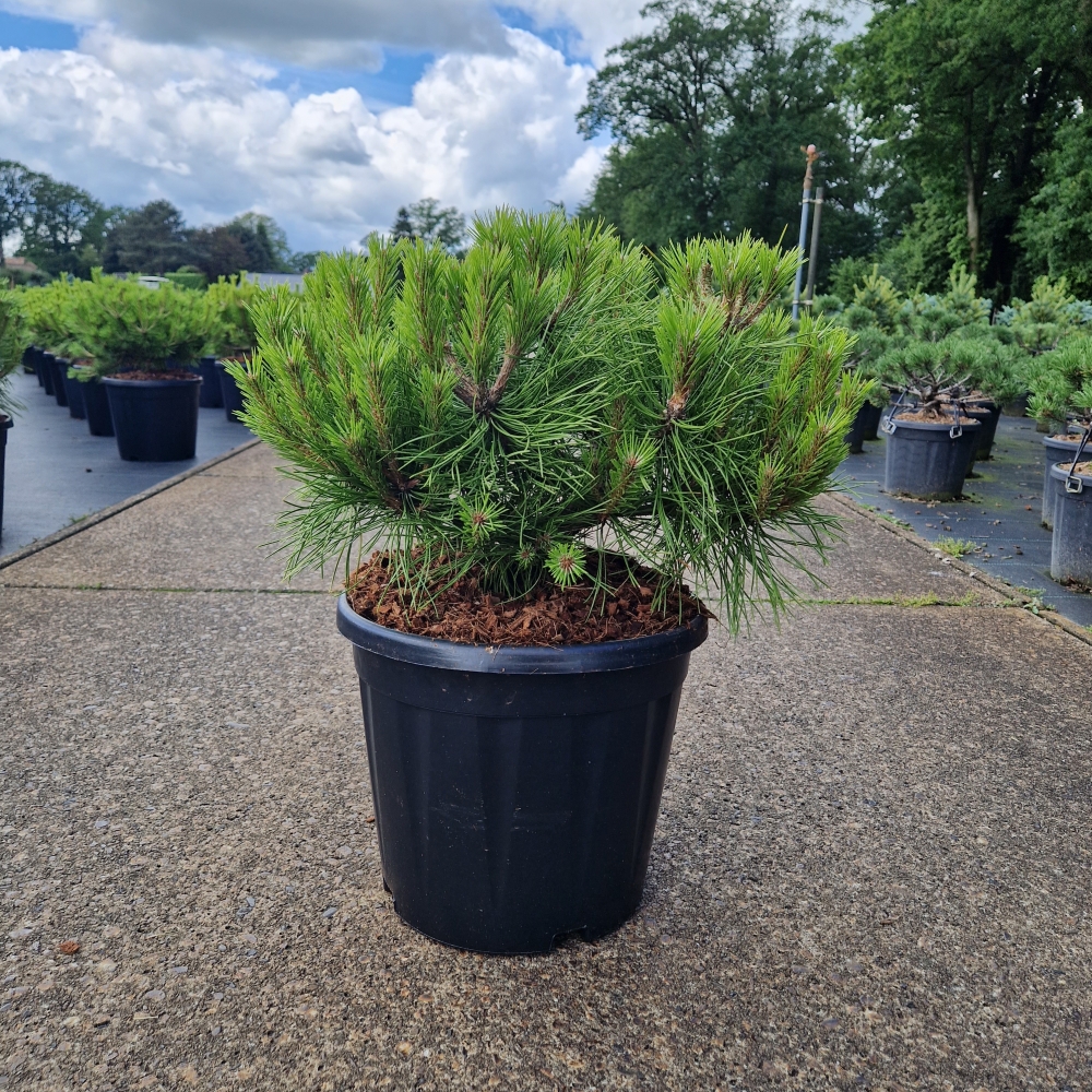 Picture of Pinus densiflora Low Glow C15 35/40