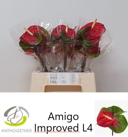 anthurium sp. Anthurium sp. 'Huanuco Dark Velvet' BIG PLANT (EXACT PLANT)