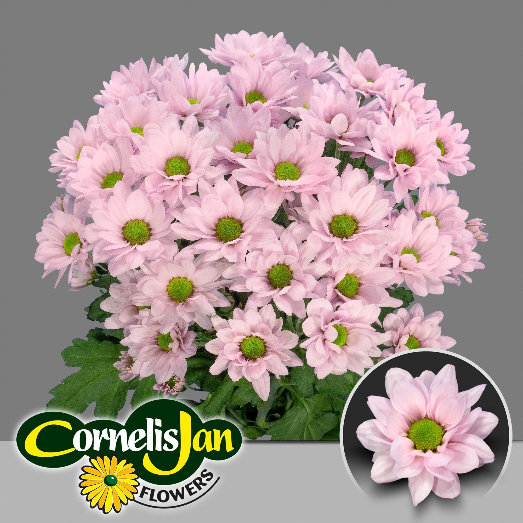 Chr T Resq Rosy 105gram