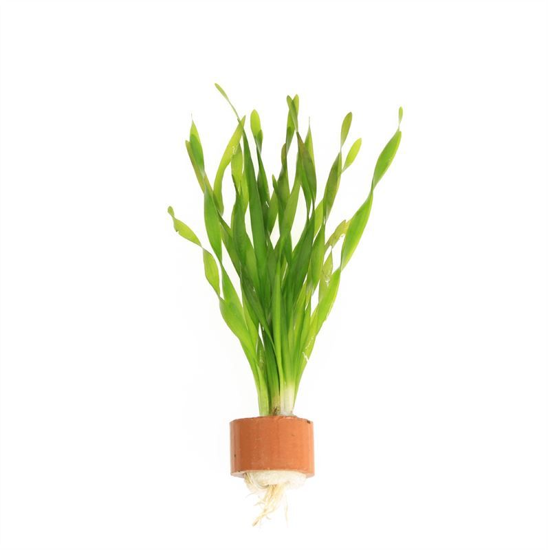 Vallisneria torta (TCR)