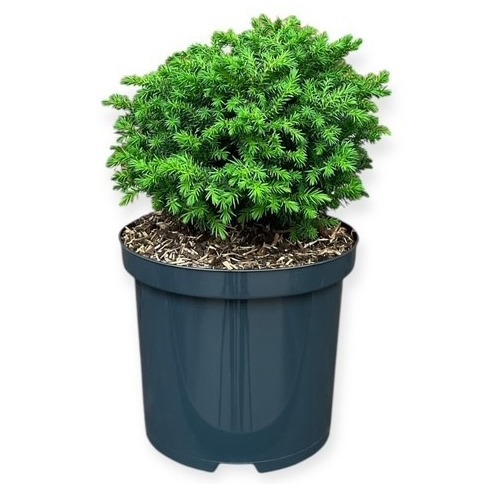Cryptomeria japonica 'Vilmoriniana'