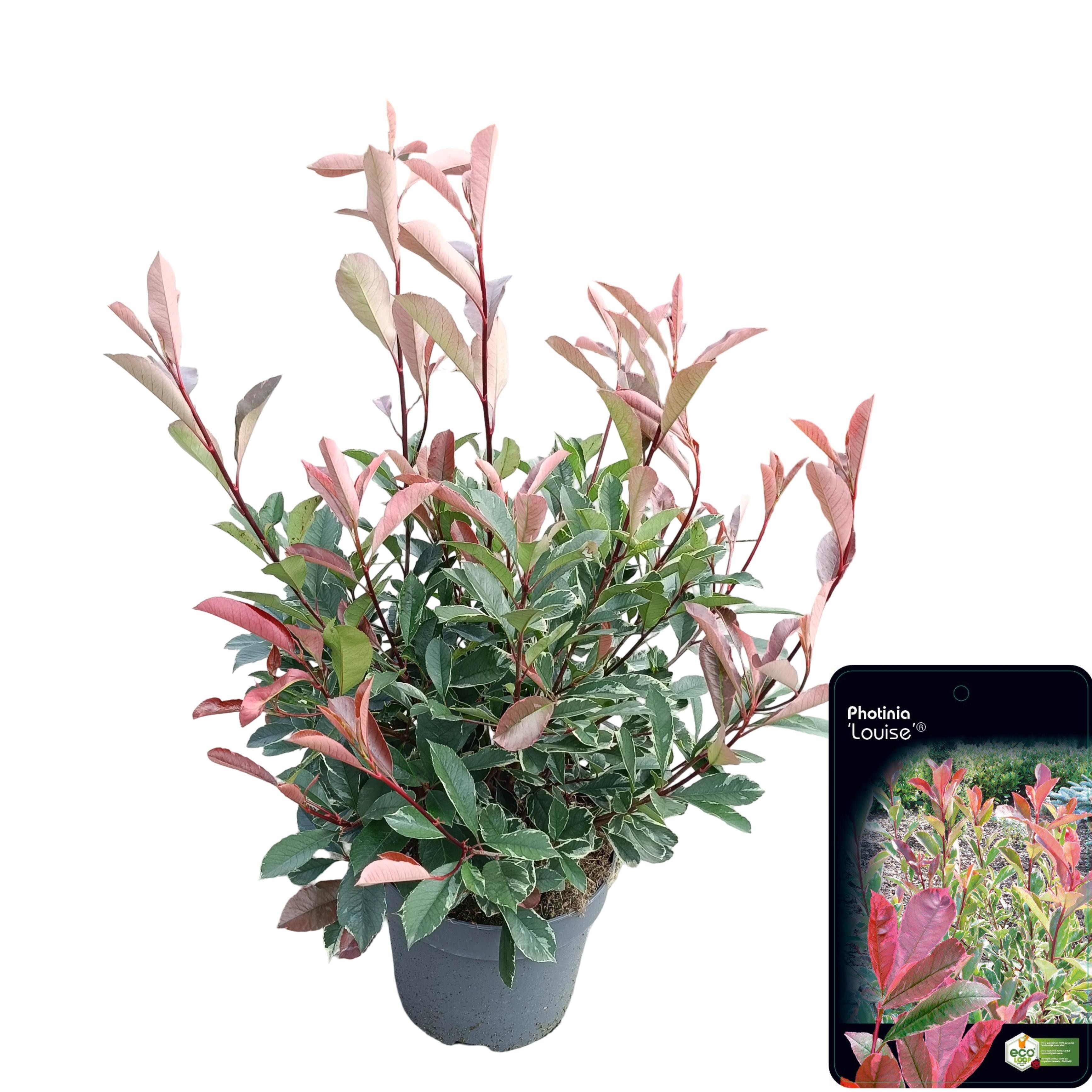 Picture of Photinia fraseri 'Louise'® C10