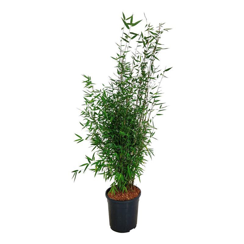 Fargesia 'Red Dragon' | Hamiplant
