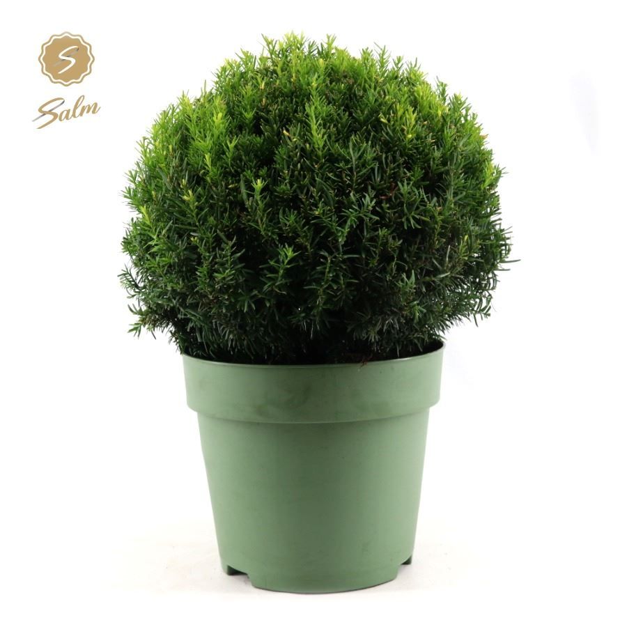Picture of Taxus Collection Ball Ø45cm P32