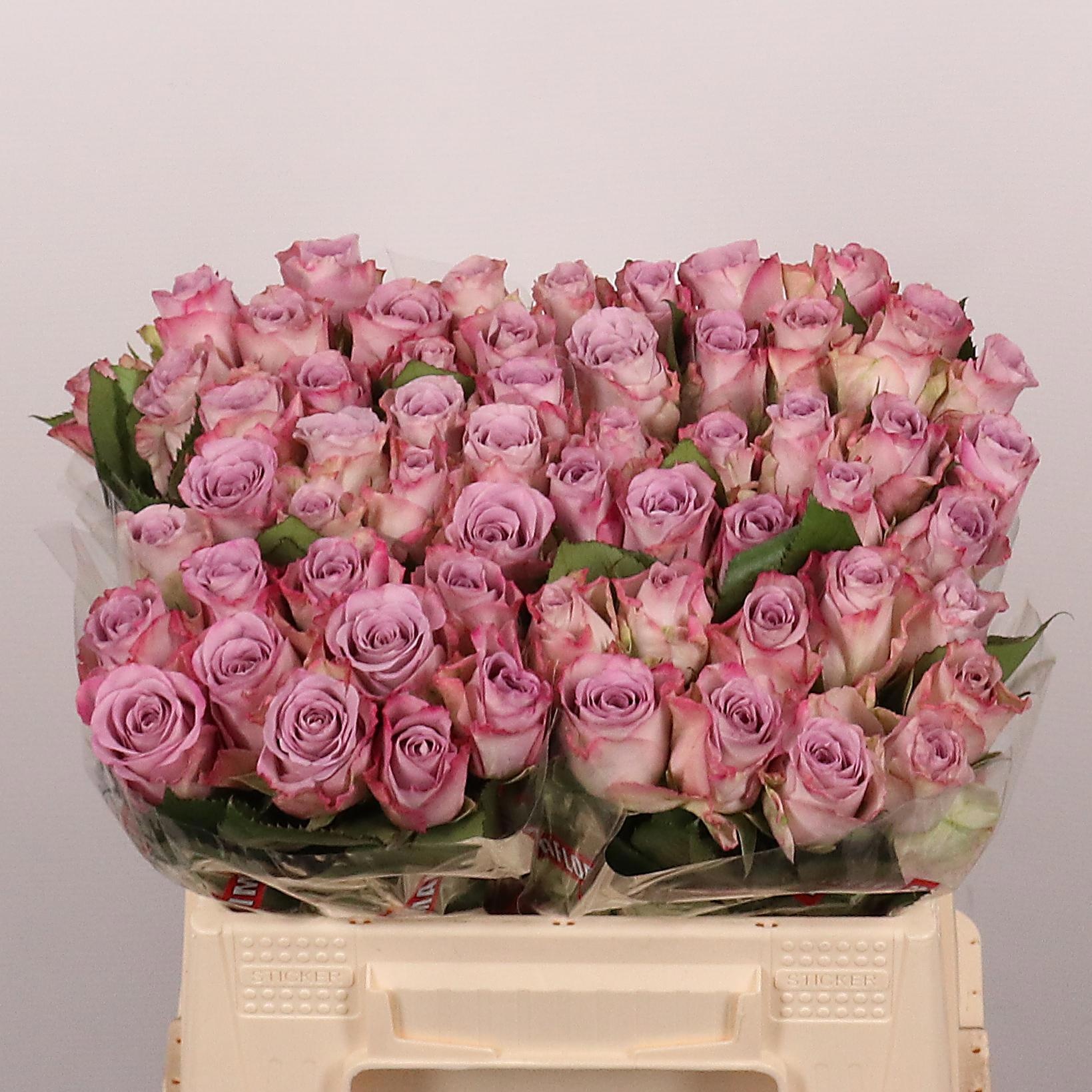 Rosa Memory Lane 35cm