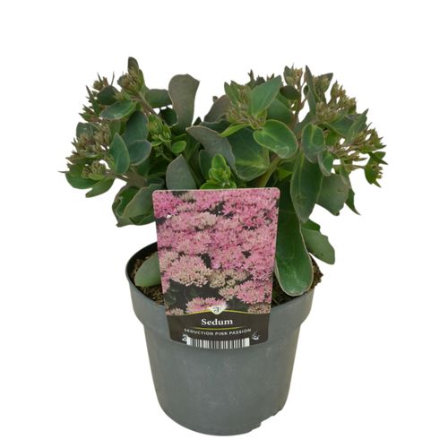 Sedum telephium Seduction Pink Passion p17 Florizon