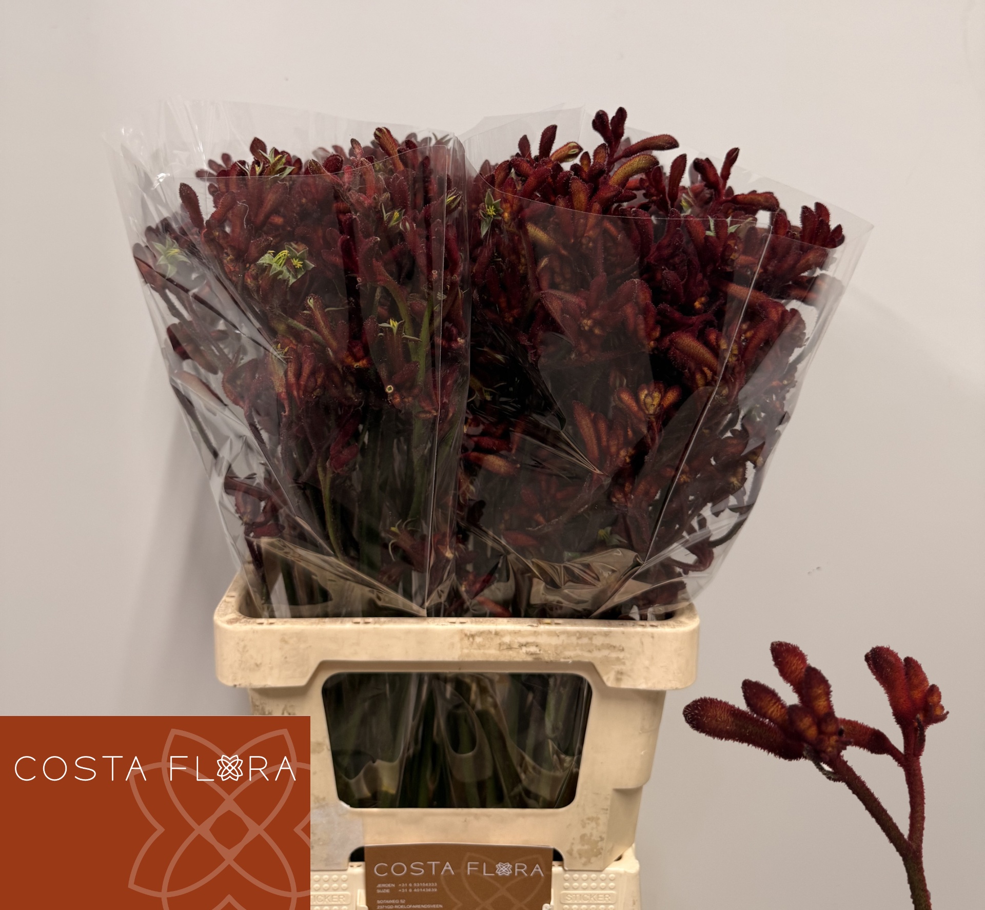Anigoz Bindi 70cm