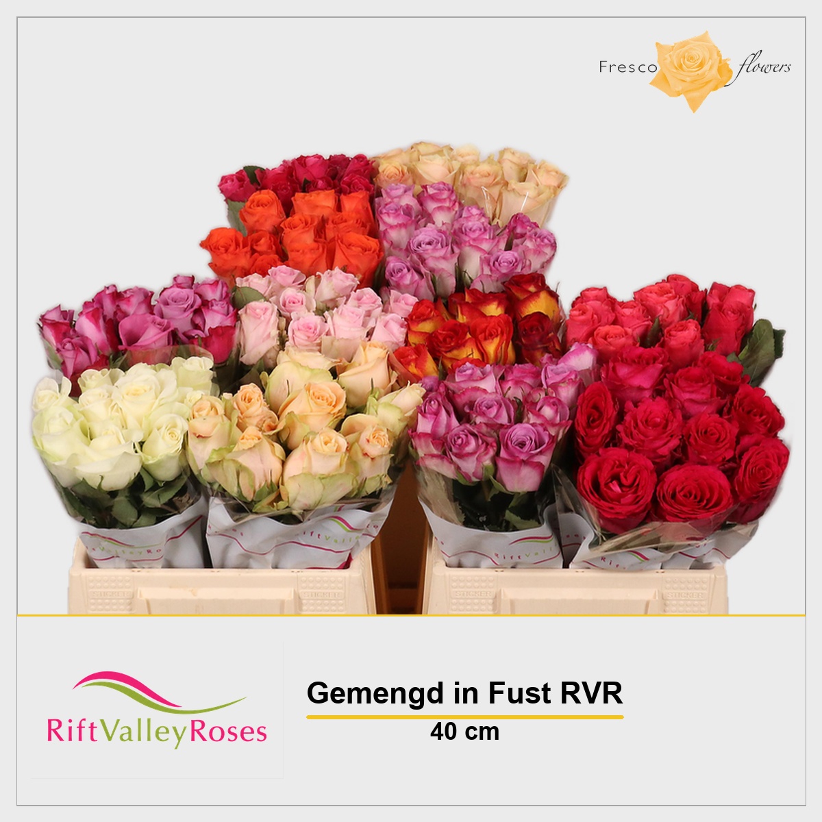 Rosa Mixed In Bucket 40cm