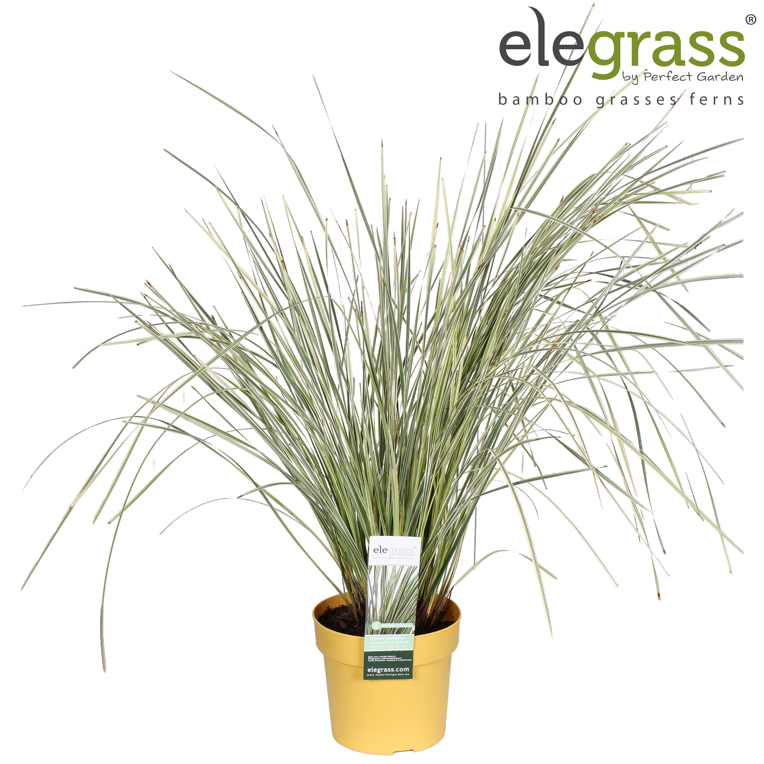 Picture of Lomandra longifolia 'White Sands' P19