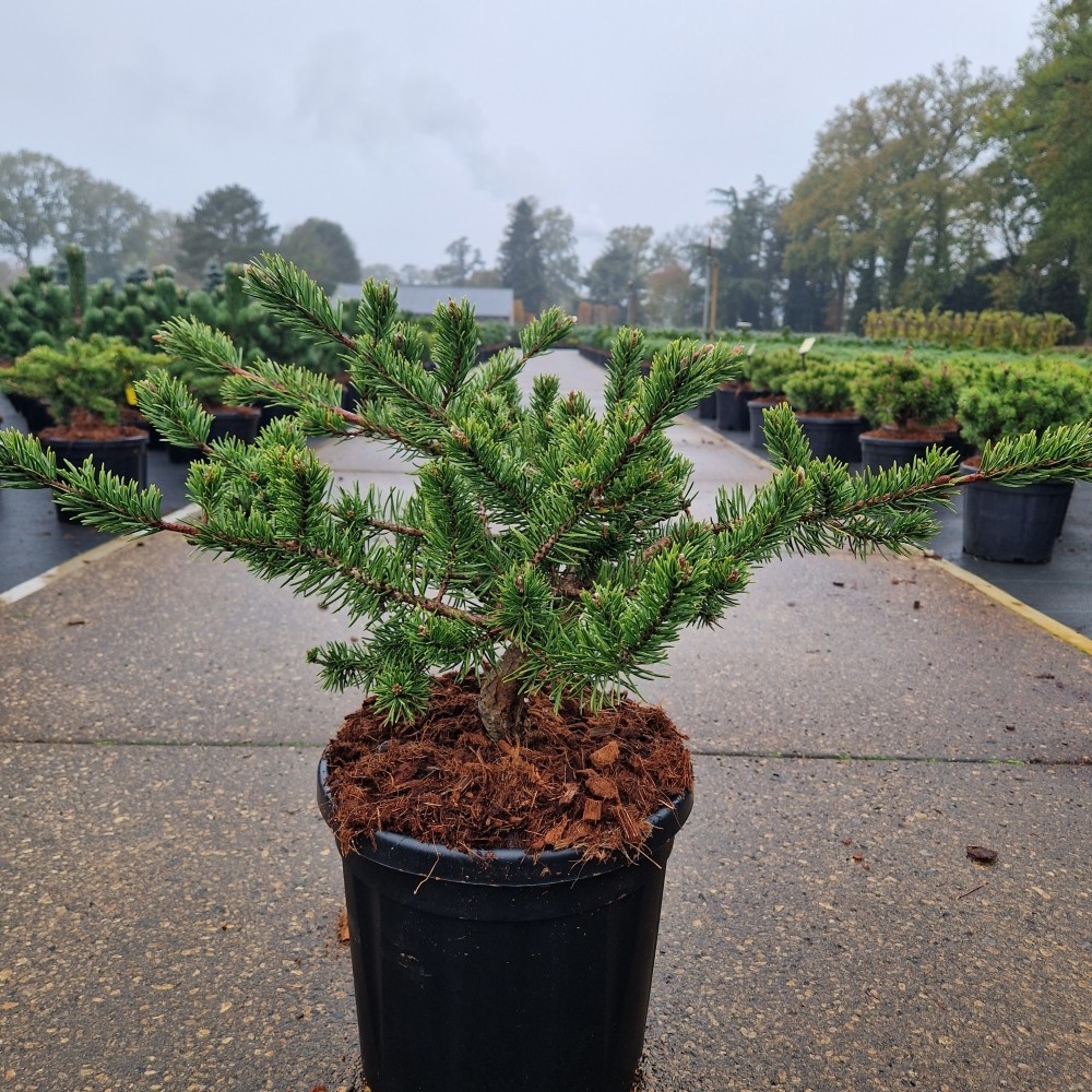 Picture of Pinus banksiana Velda C8 30/40 (LOOSE)