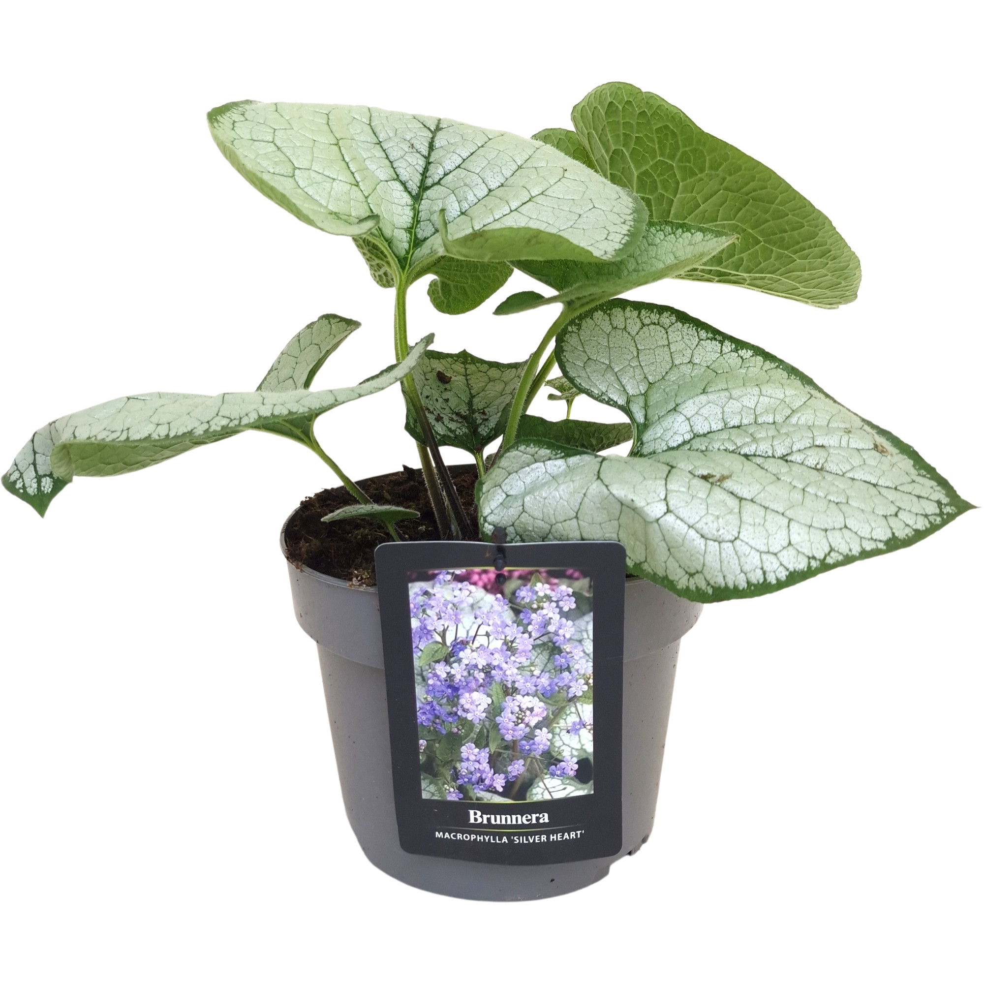 Picture of Brunnera Silver Heart®