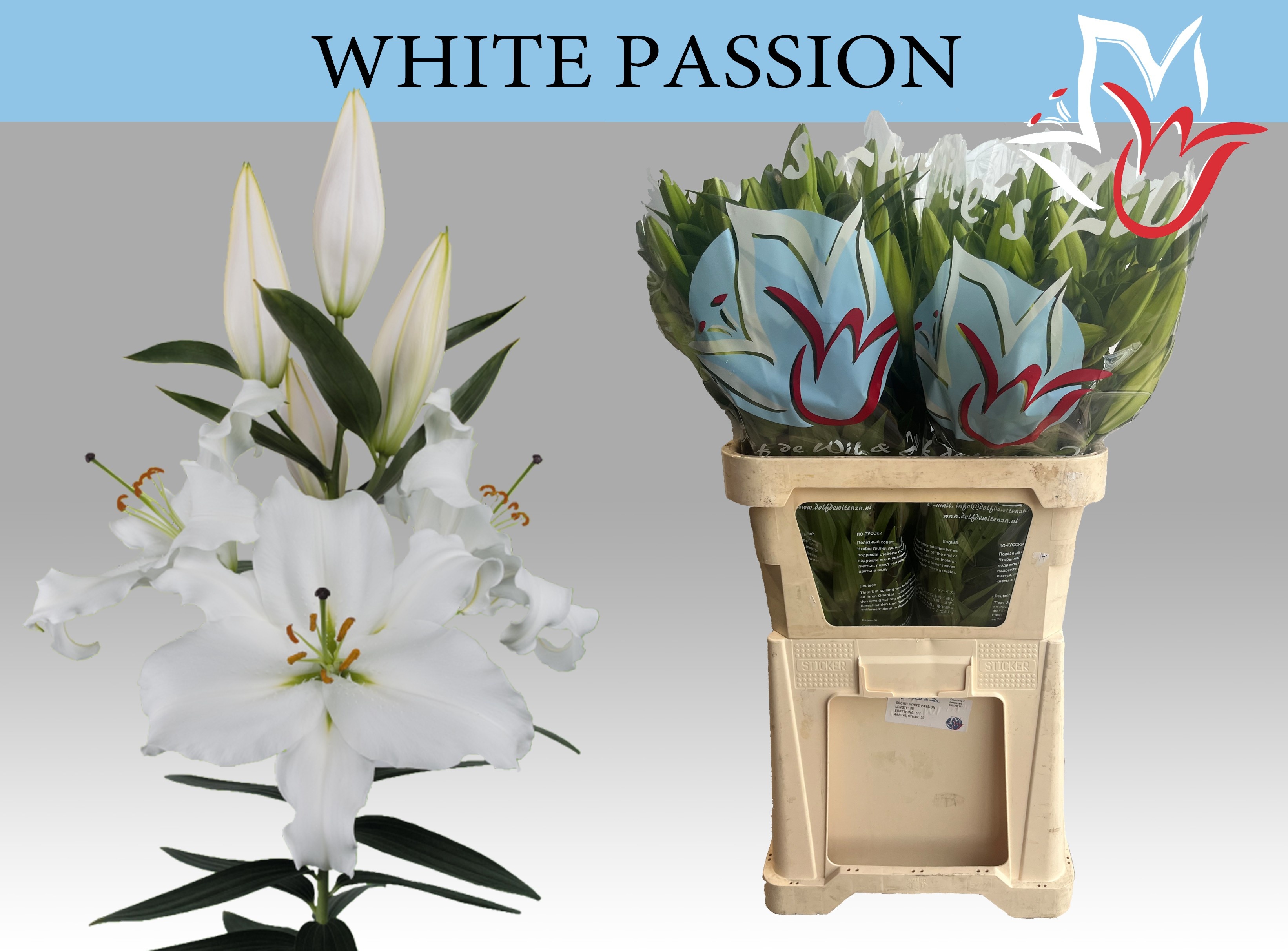 Lilium Or White Passion 90cm 5/7bl