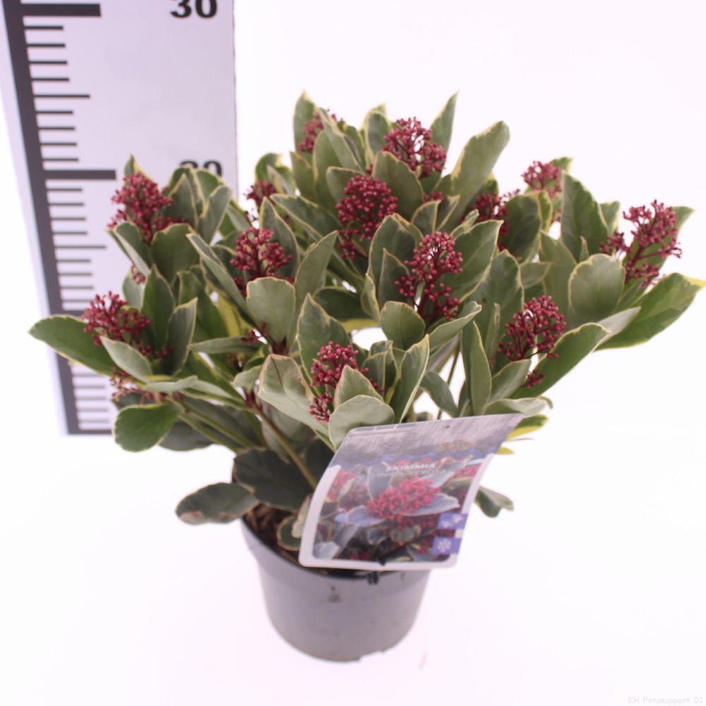 Picture of Skimmia japonica 'Perosa' PBR