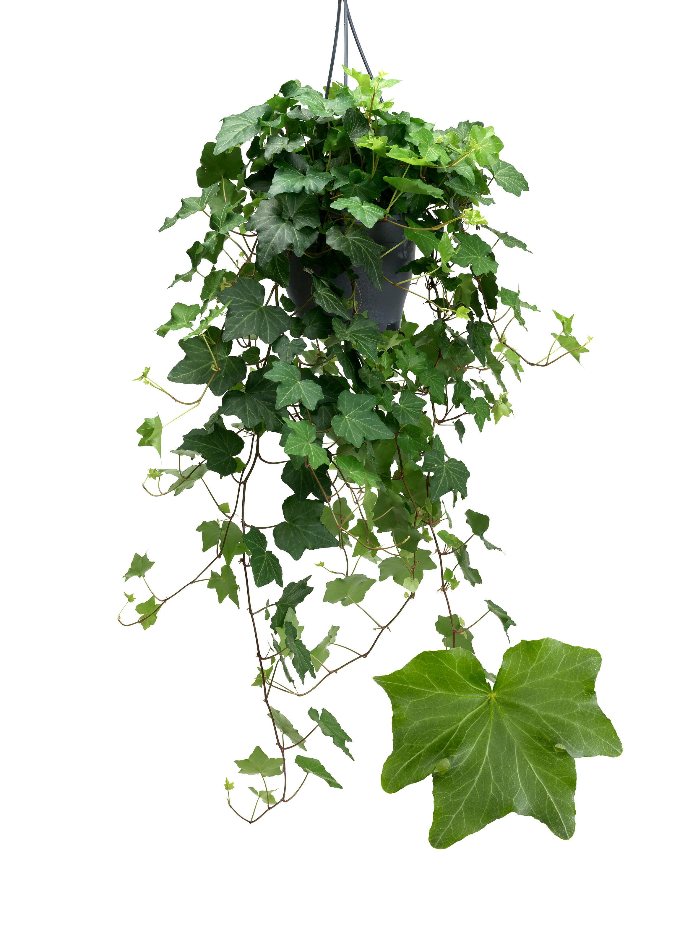 Hedera helix 'Brigitte' | Hamiplant