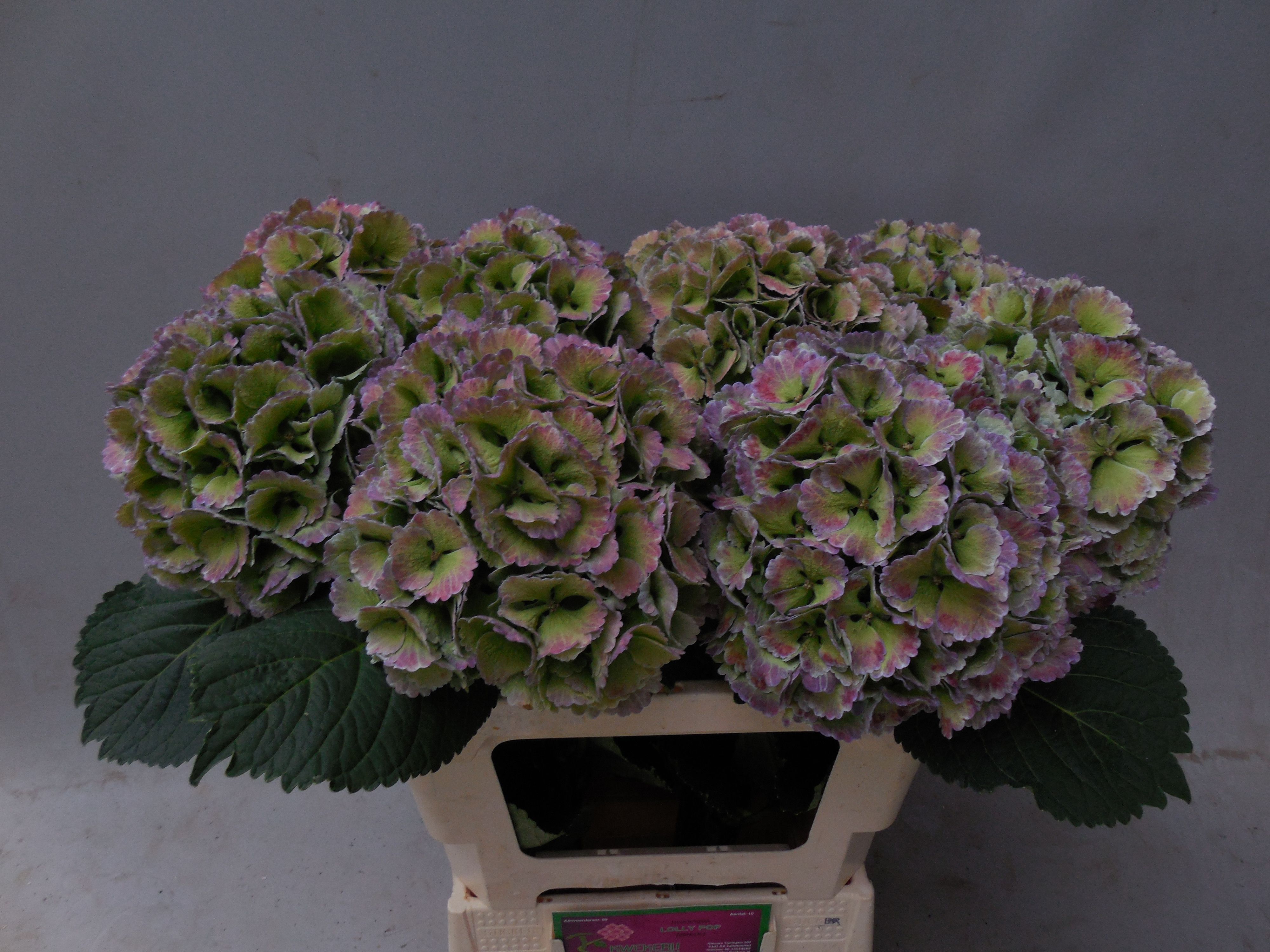 Hydrangea Lollypop Clas 60cm 17Ø