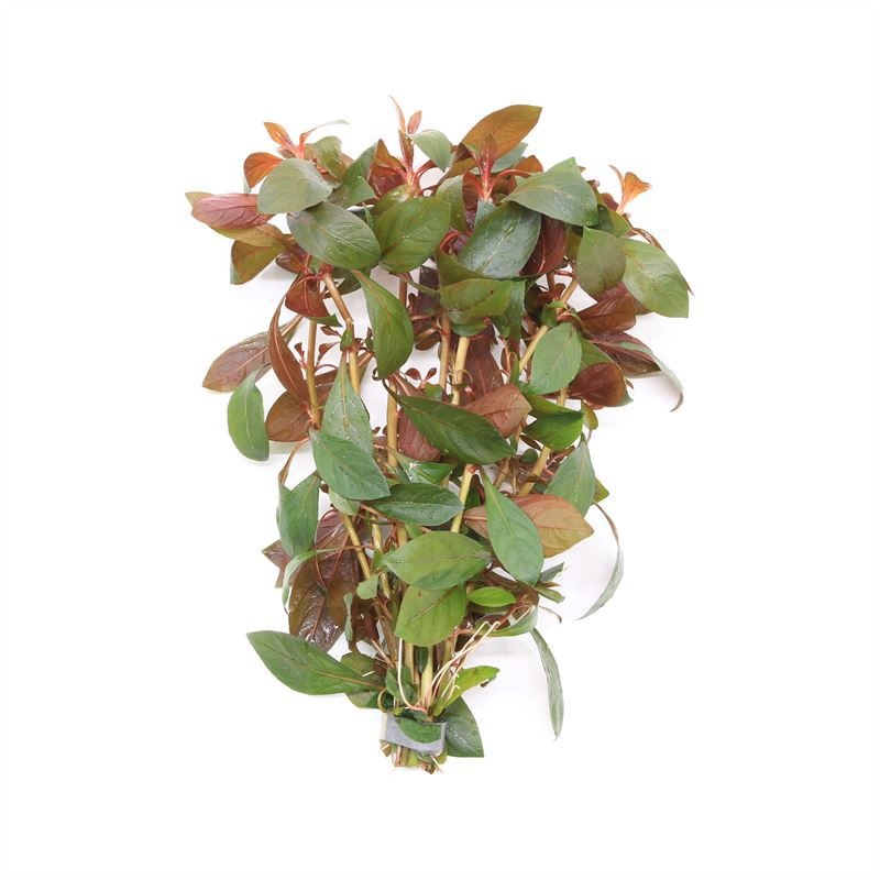 Ludwigia rep. diamond red (Bos)