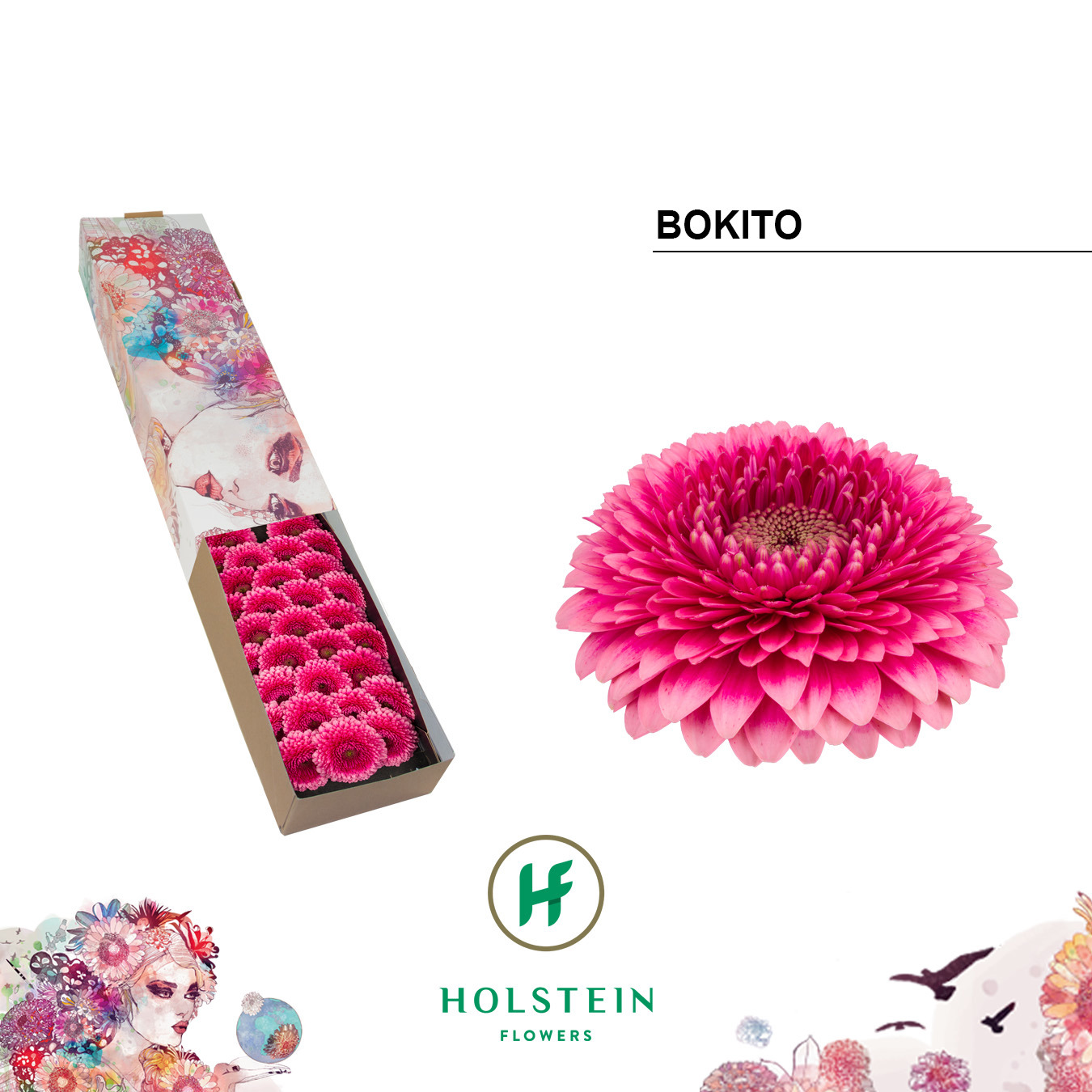 Ge Bv Pom Bokito