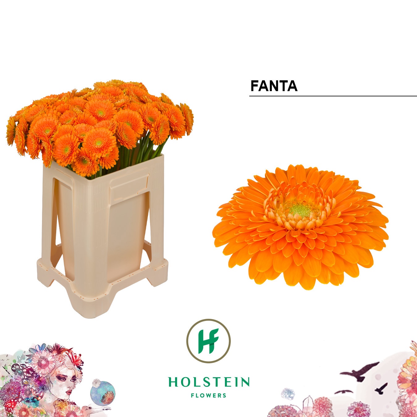 Ge Bv Pom Fanta