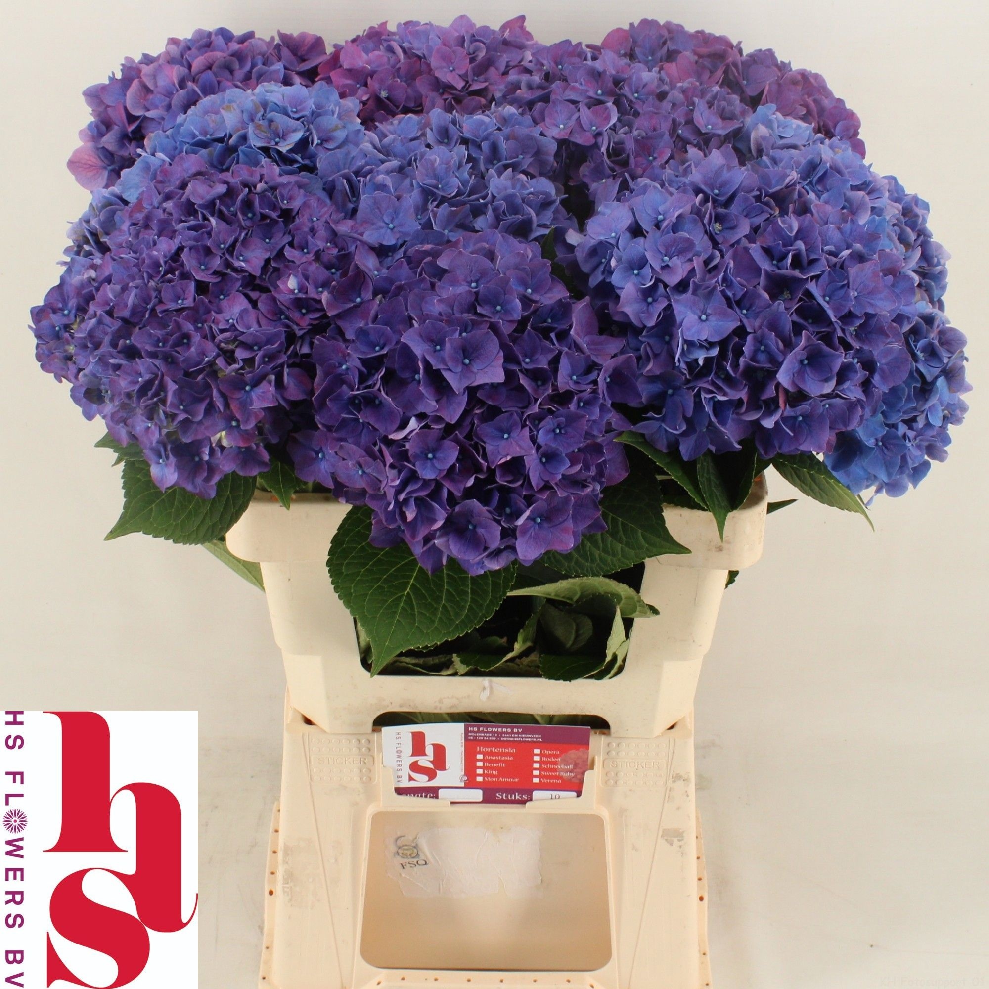 Hydrangea Rodeo Purple 60cm 19Ø