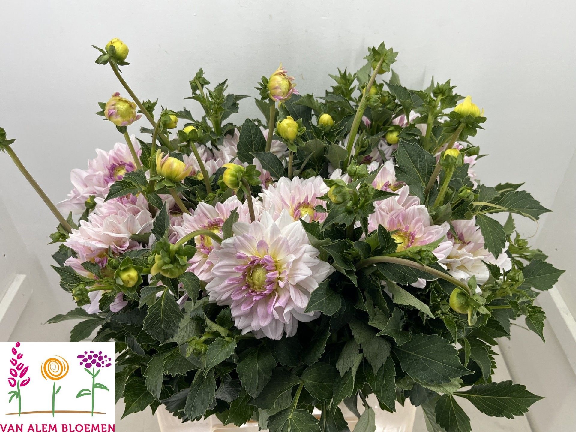 Dahl Dezign Wed Pink