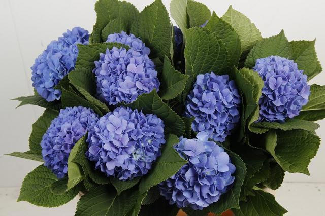 Hydrangea Hilde Blue 80cm 18Ø