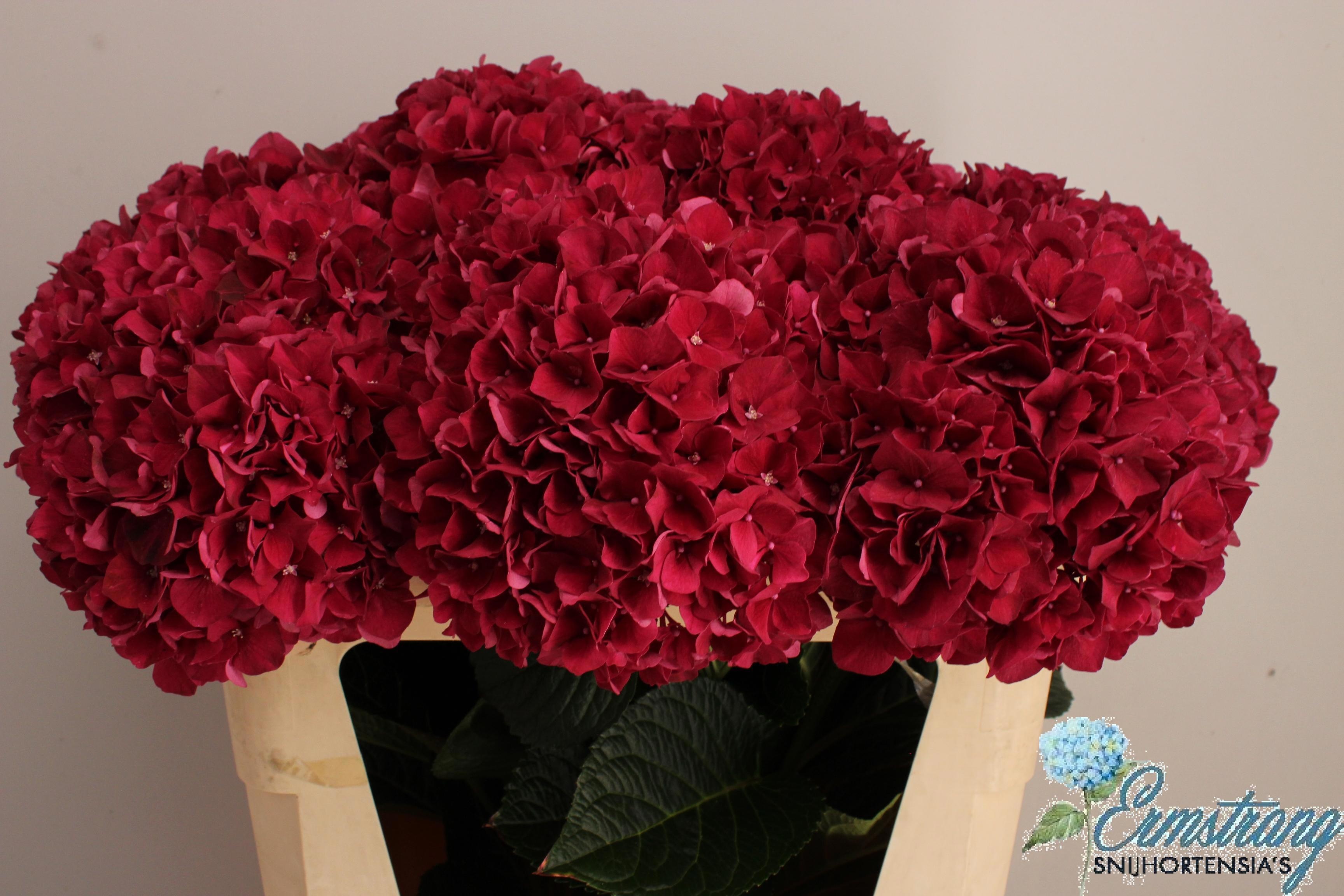 Hydr M Mag Rubyred