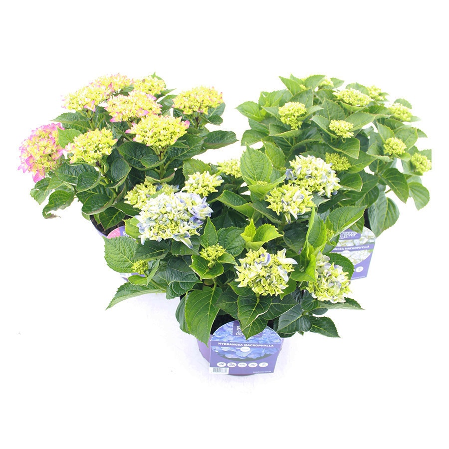 Picture of Hydrangea macr. Forever & Ever® MIX C5 (23cm.) Kn.