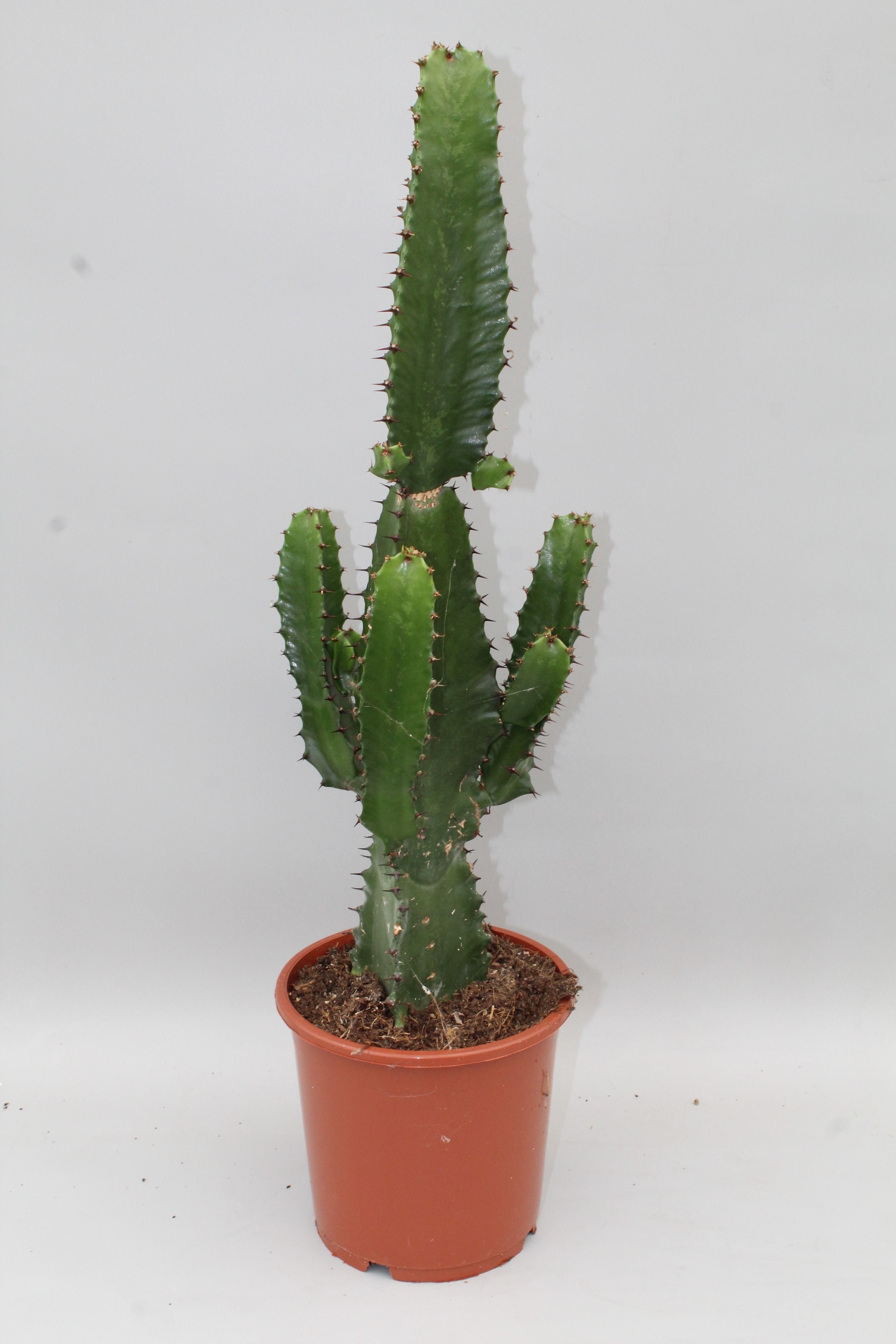 Euphorbia acrurensis | Euphorbia other succ. | Euphorbia