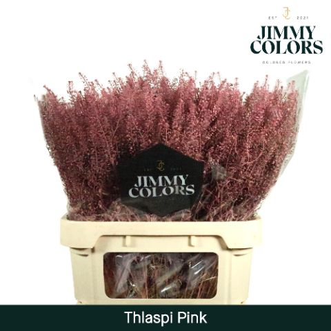 Thlaspi Gekleurd Pink