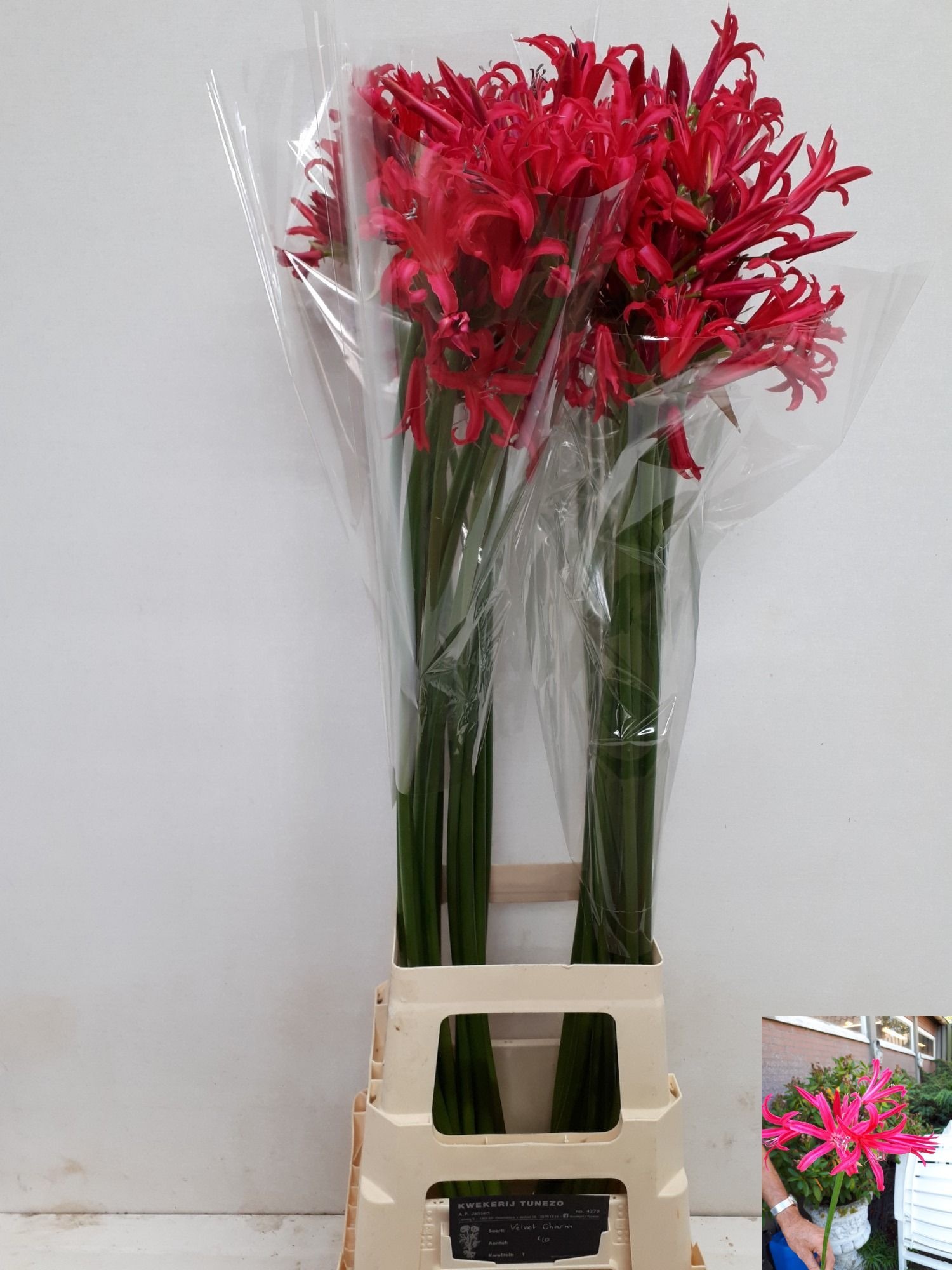 Ne Bo El Velve Charm 80cm