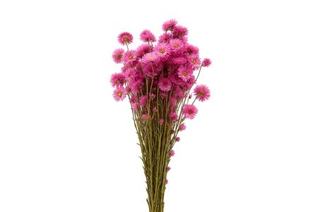 Dried/preserved Flowers Misc 60cm 100gram