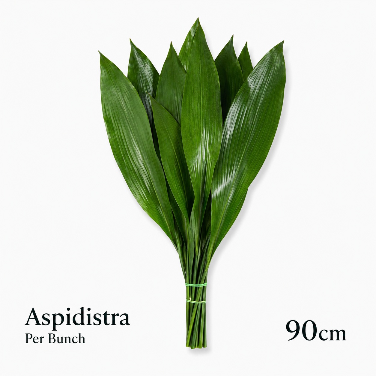 Aspid Elatior Bs