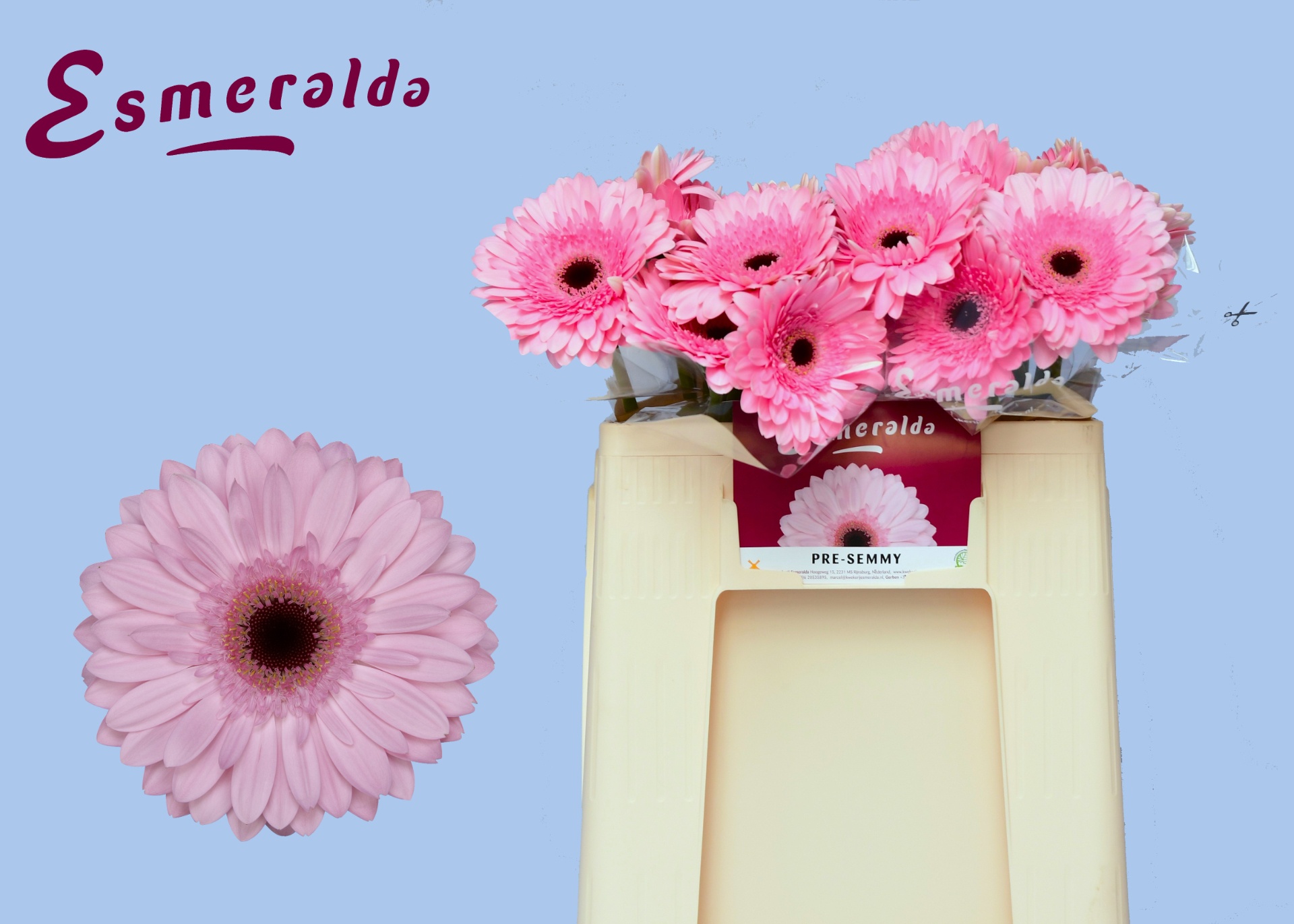 Gerbera Pre-semmy