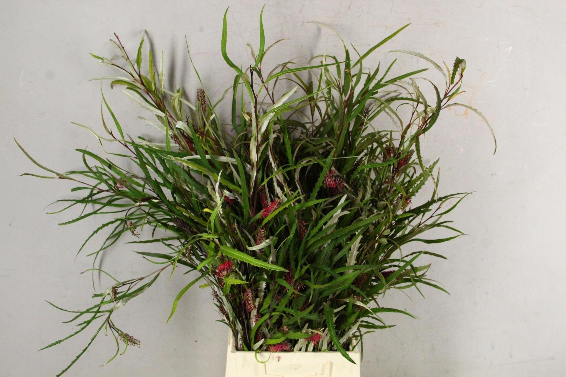 Grevi Asplenifolia