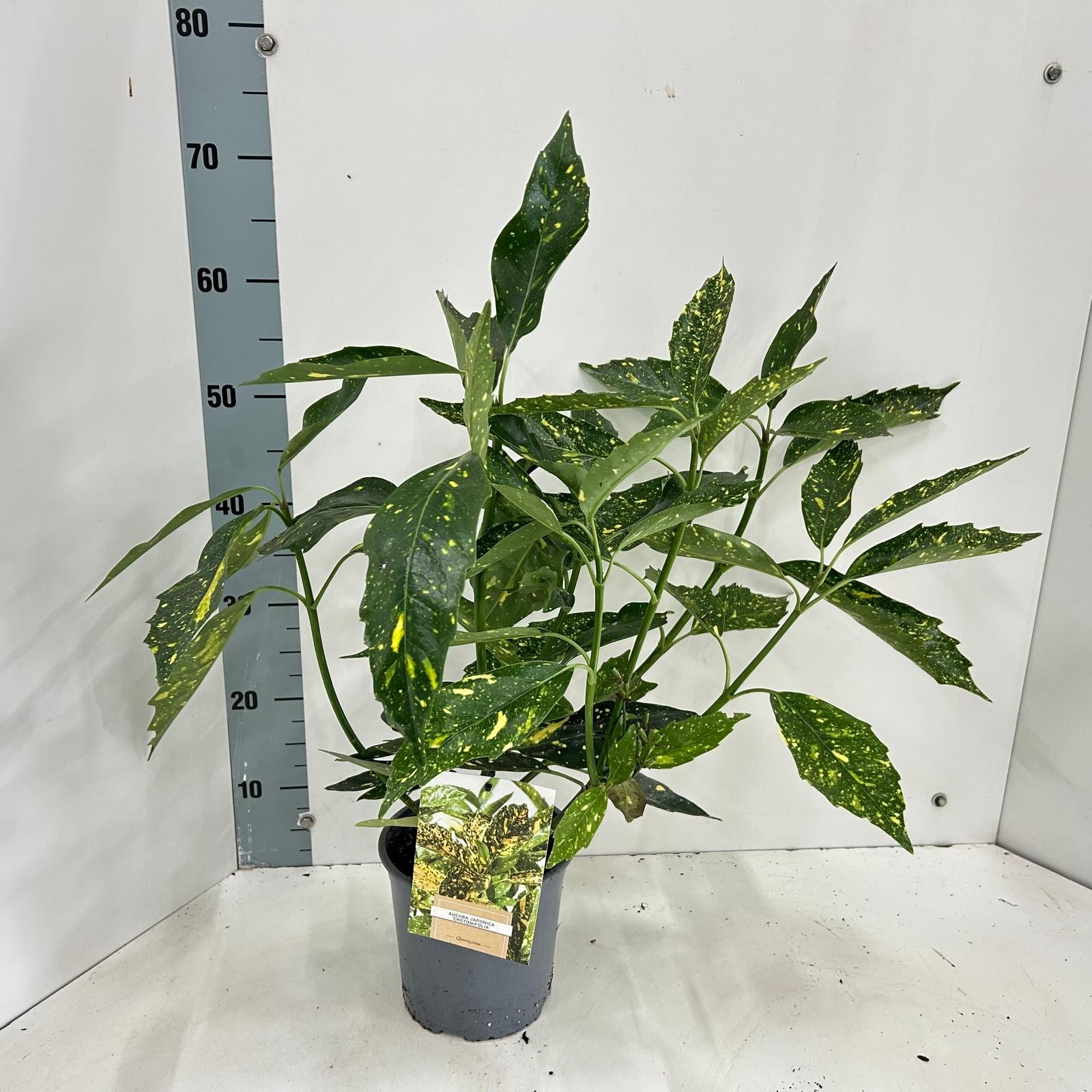Picture of Aucuba japonica 'Crotonifolia'